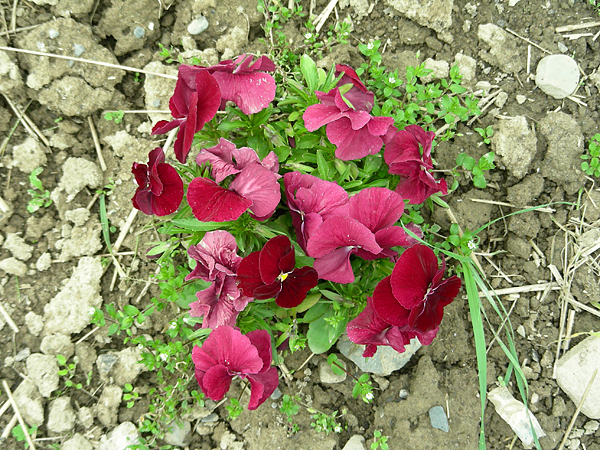 pansy in flower